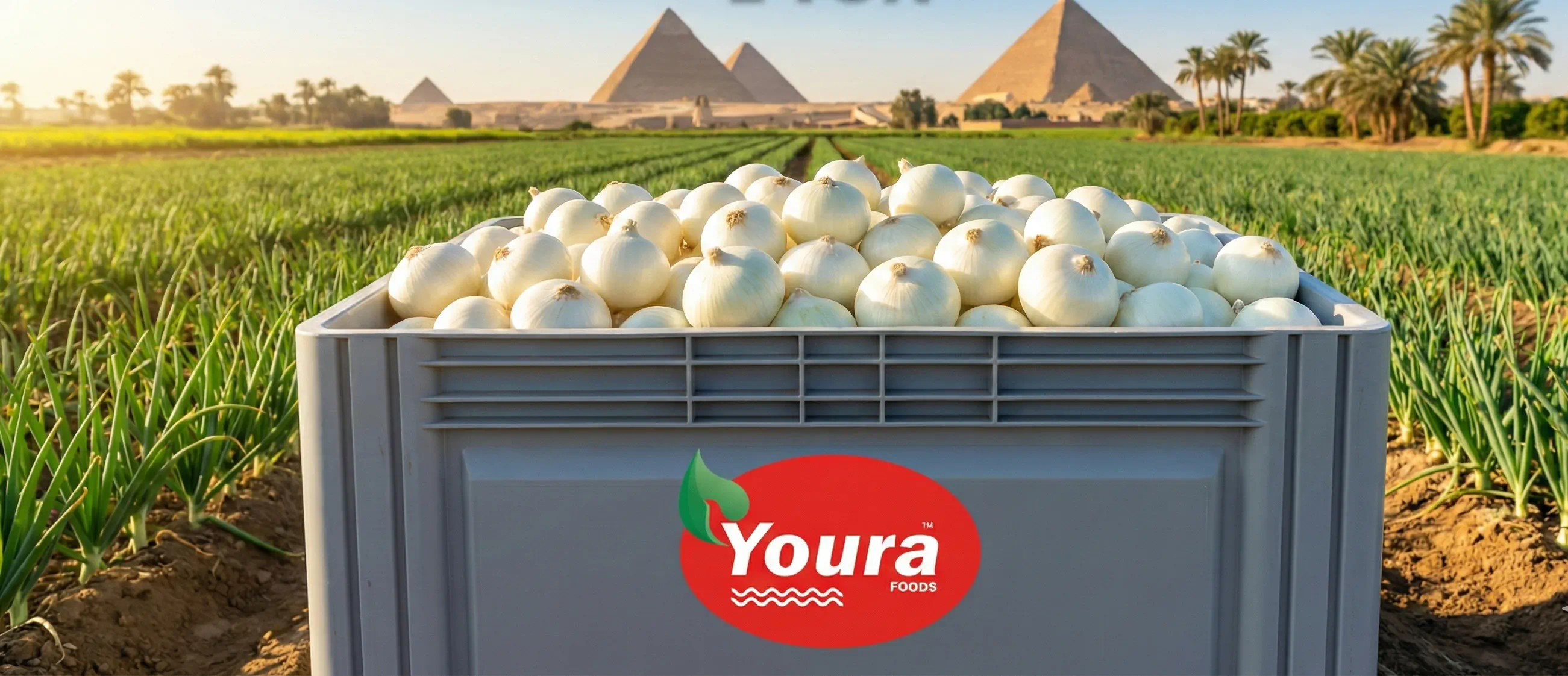 Egyptian White Onions