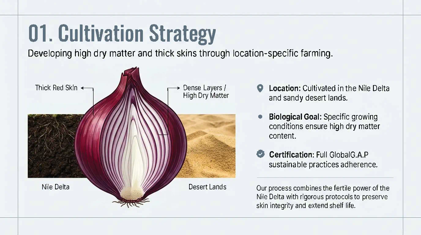 Egyptian Red Onion