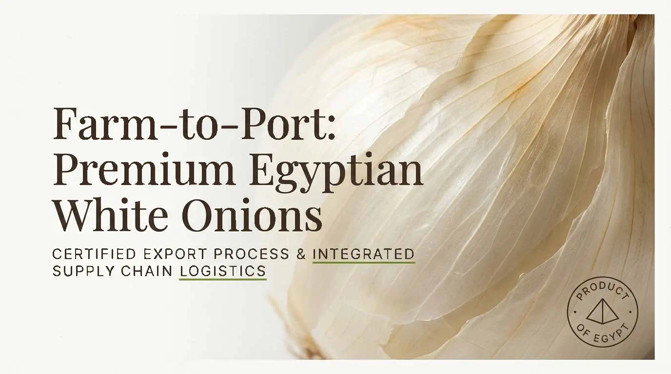Egyptian White Onions