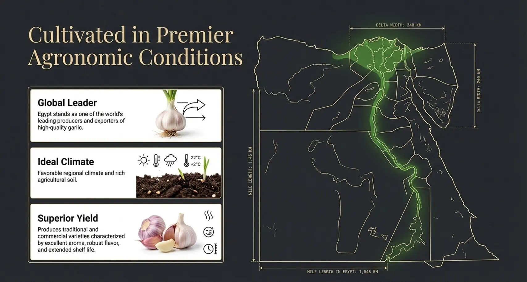 Egyptian Garlic