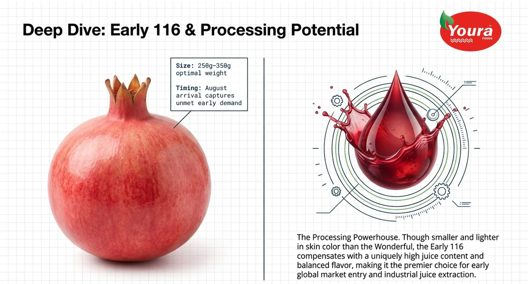 Egyptian Pomegranate