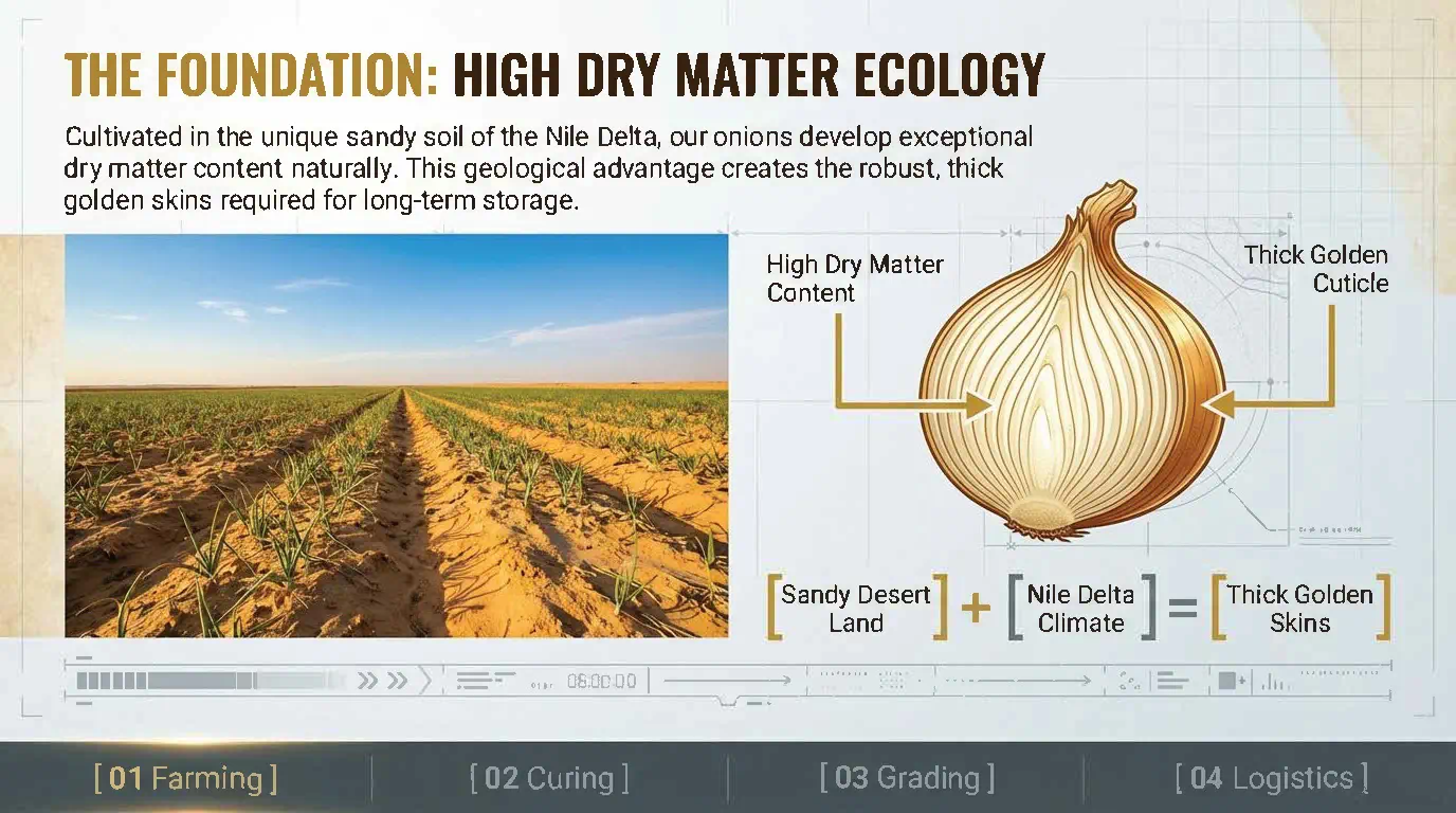 Egyptian Yellow / Gold Onions