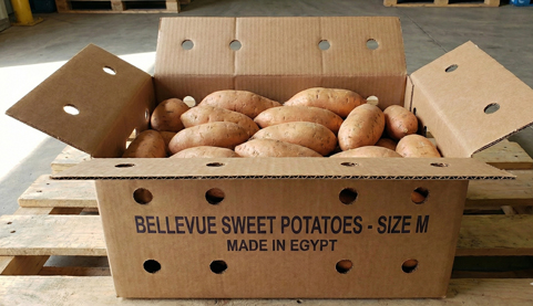Sweet Potato