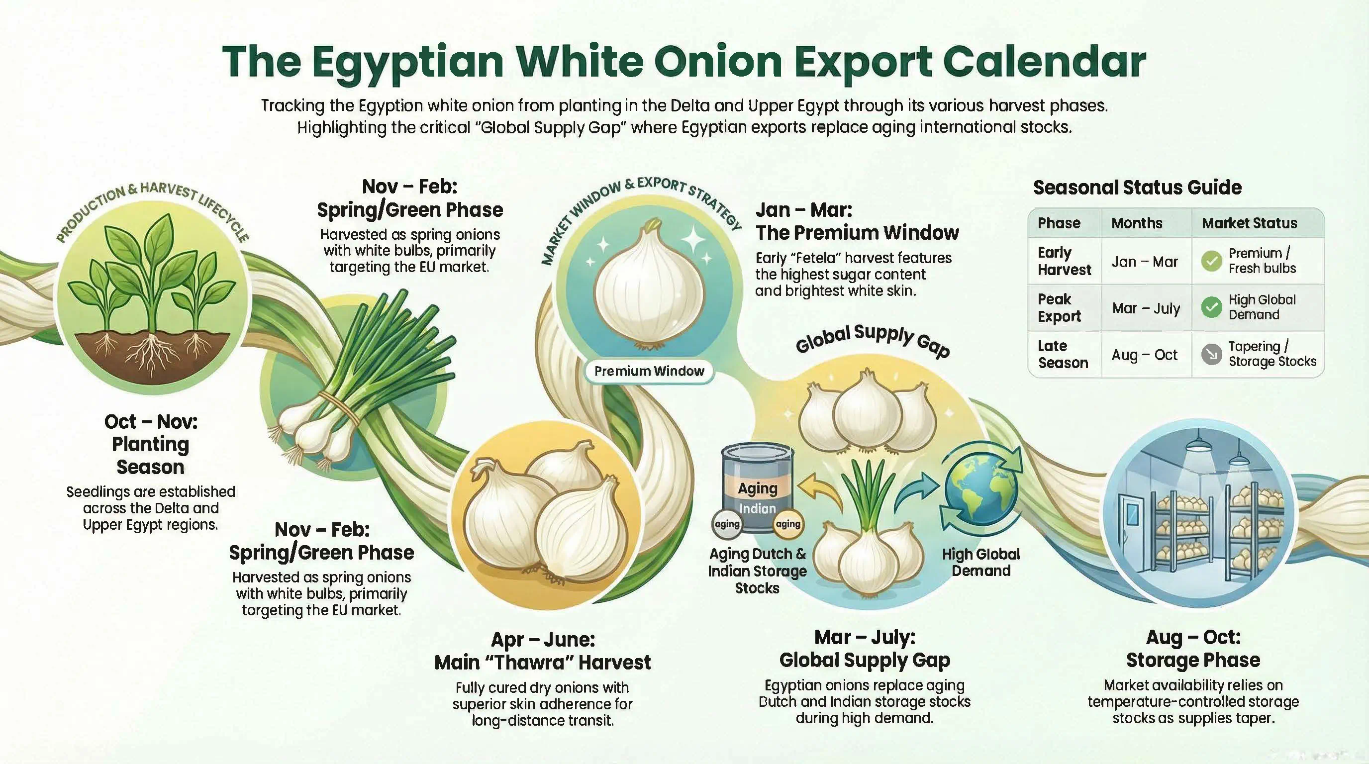 Egyptian White Onions